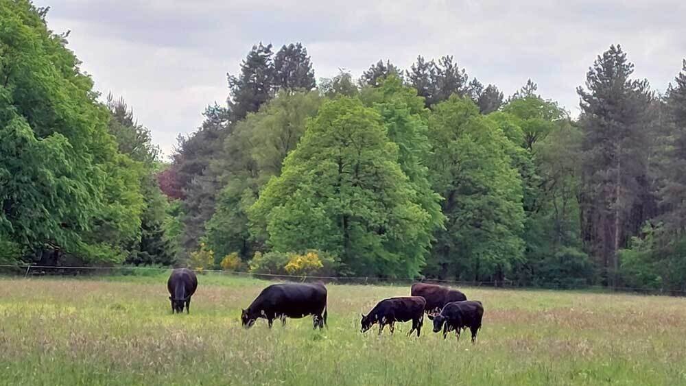 Boomplant in Overbroek