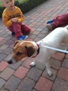 jackrussel
