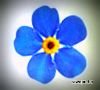 inmemoriam